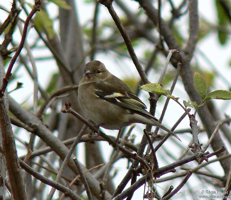 Pinson des arbres femelle adulte