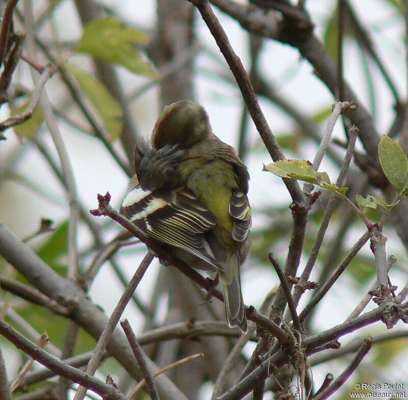 Pinson des arbres femelle adulte