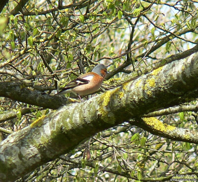 Pinson des arbres mâle adulte nuptial