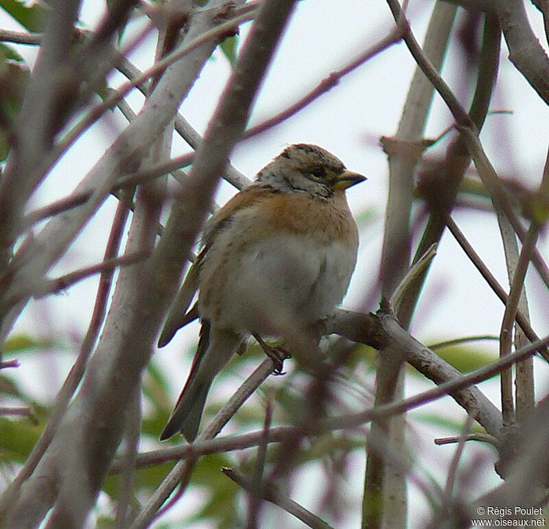 Brambling female adult post breeding