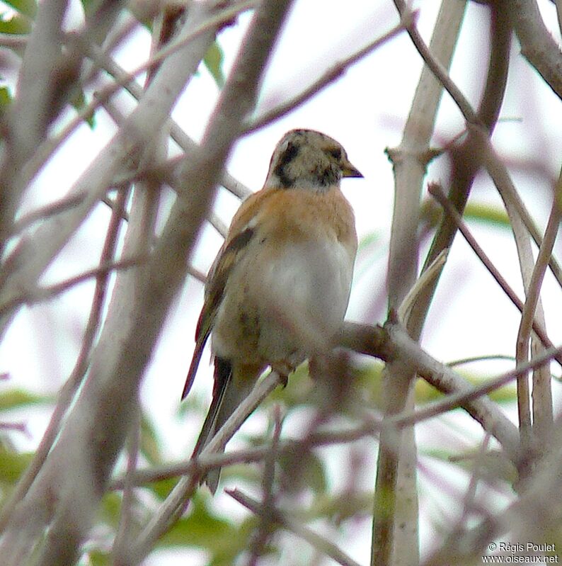 Brambling female adult post breeding