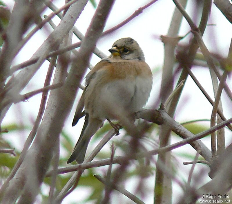 Brambling female