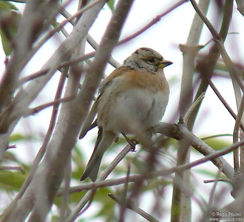 Brambling female