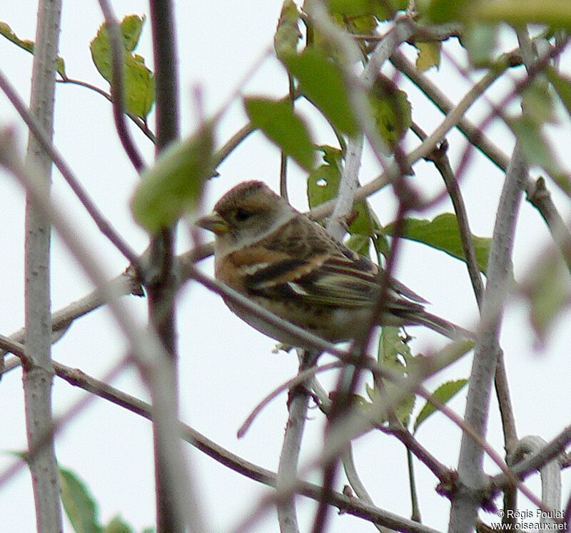 Brambling female adult post breeding