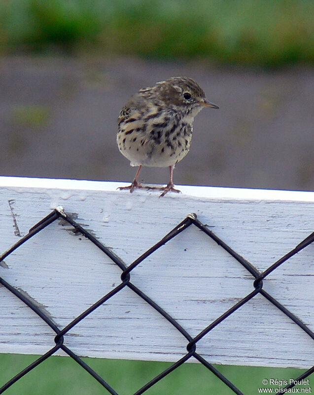 Pipit farlouseadulte