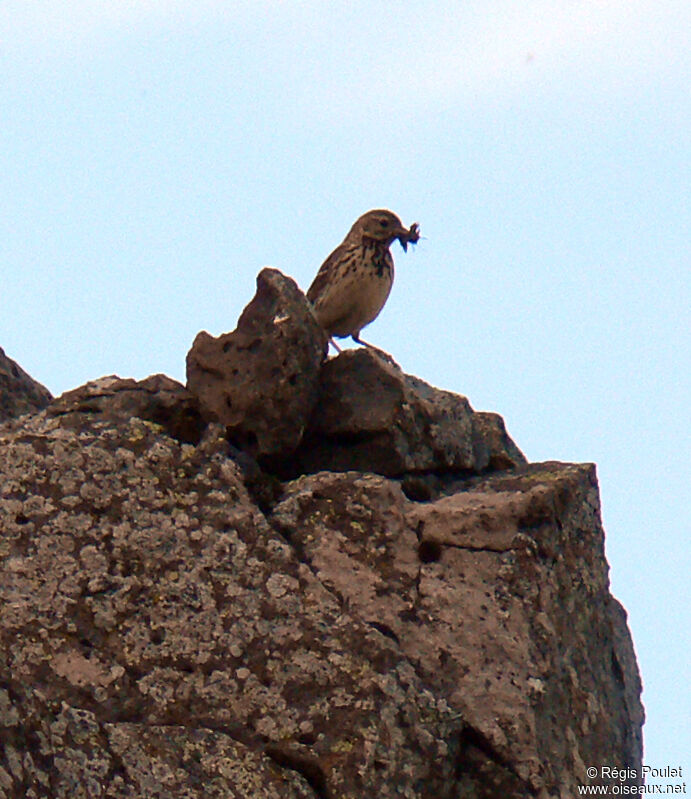 Pipit farlouse