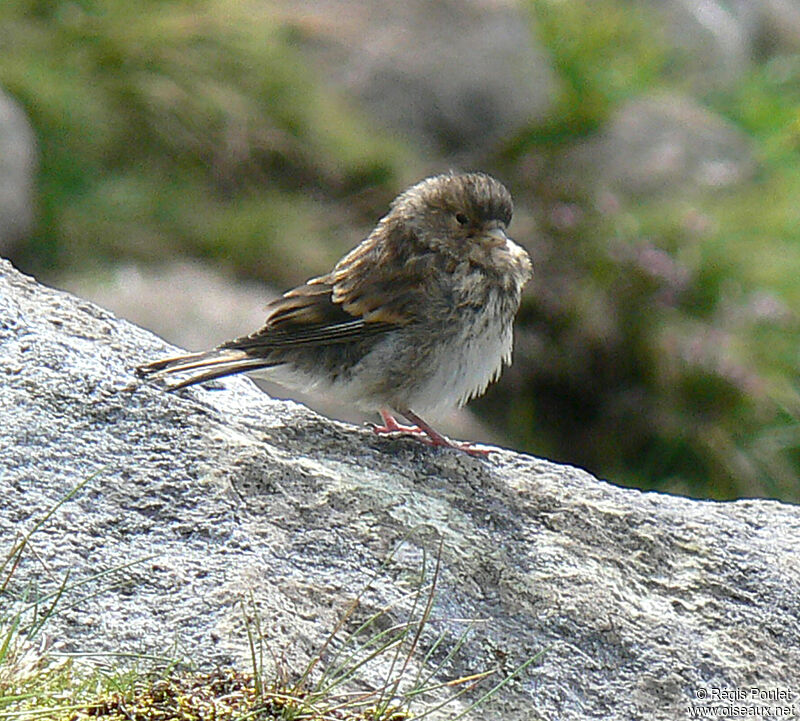 Meadow Pipitjuvenile, identification