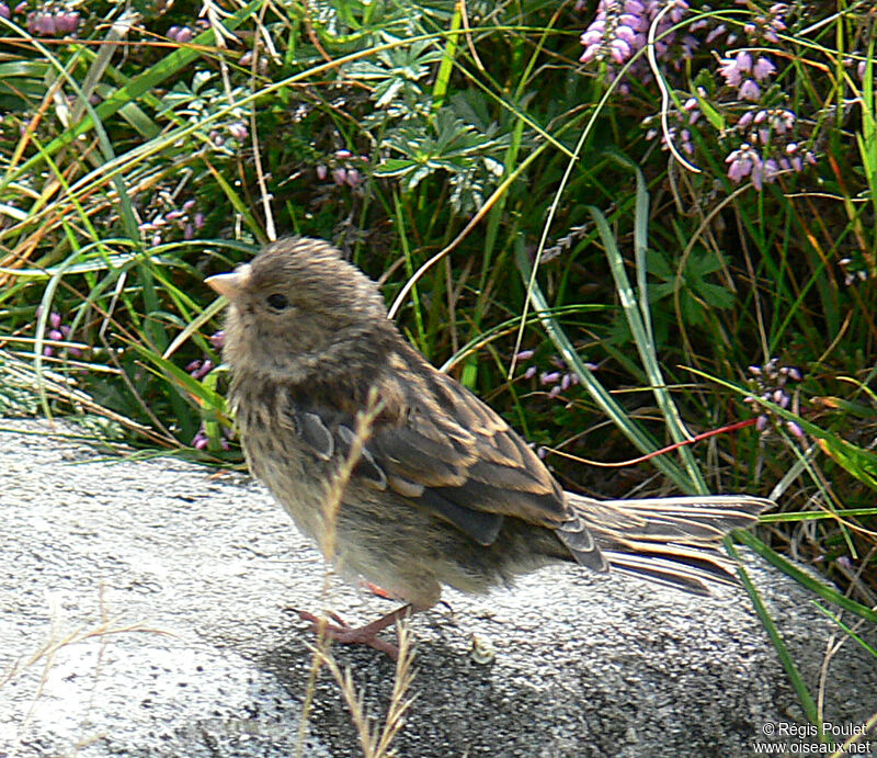 Pipit farlousejuvénile, identification