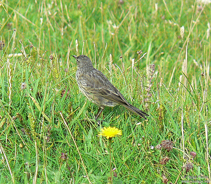 European Rock Pipit