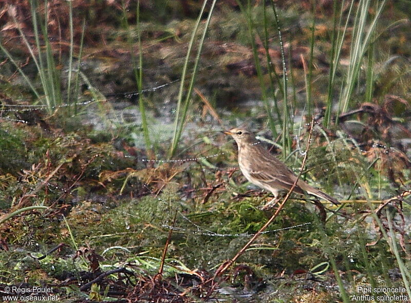 Pipit spioncelle