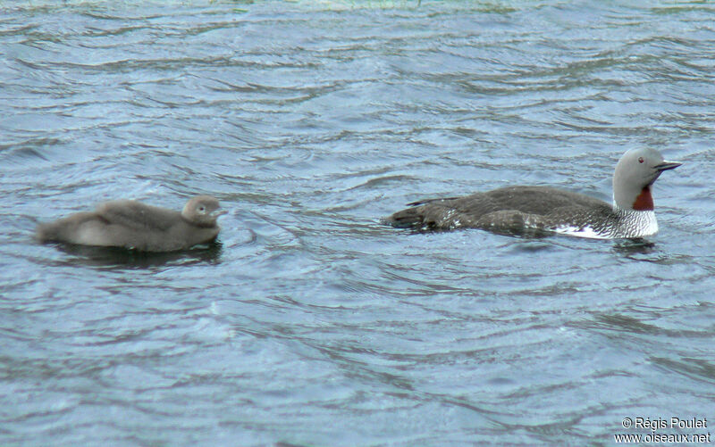 Red-throated Loon