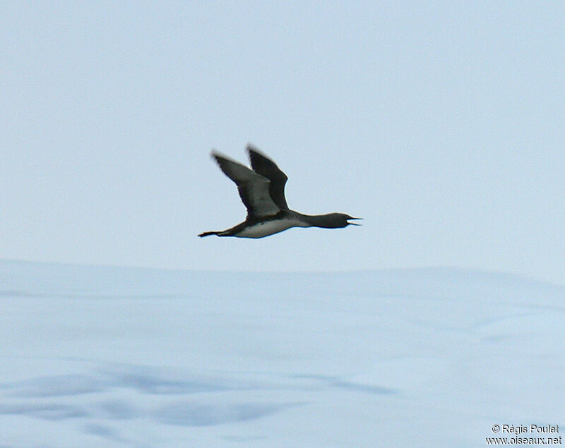 Red-throated Loonadult