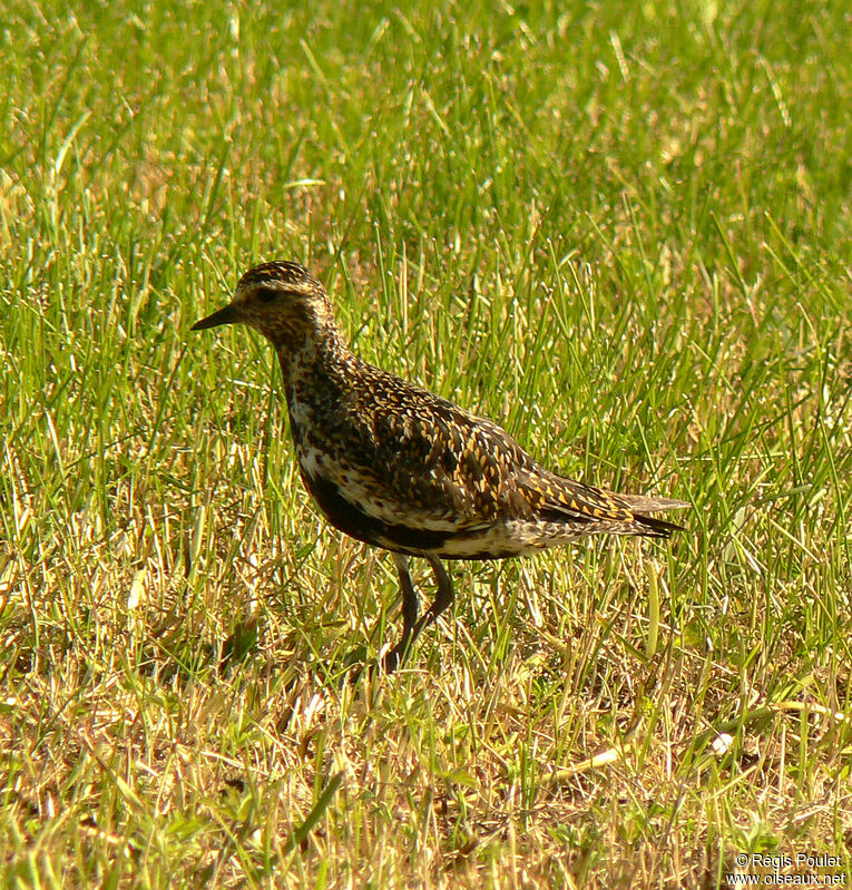 European Golden Plover female adult breeding