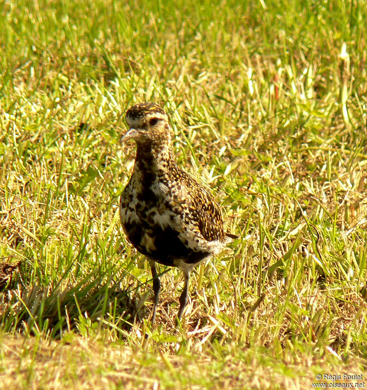 European Golden Plover female adult breeding