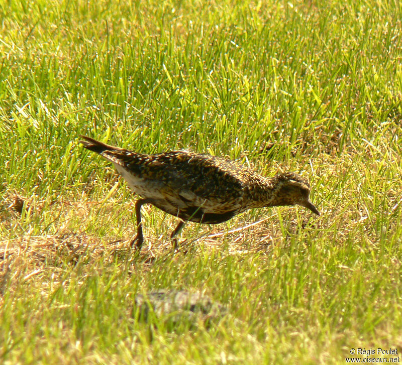 European Golden Plover female adult breeding