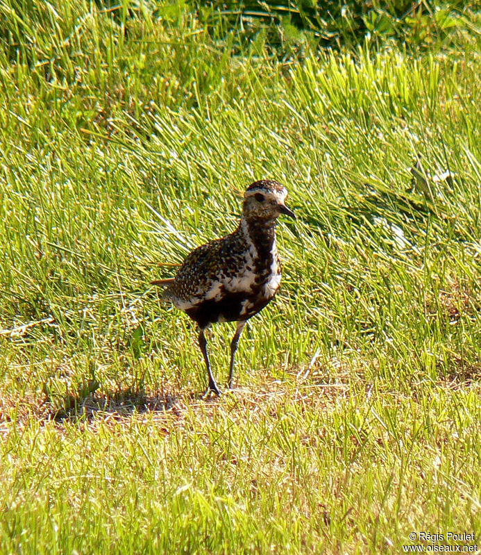 European Golden Plover female adult breeding