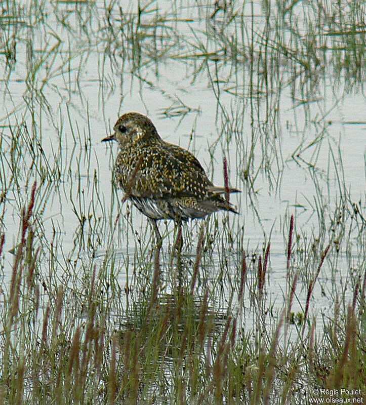 European Golden Plover