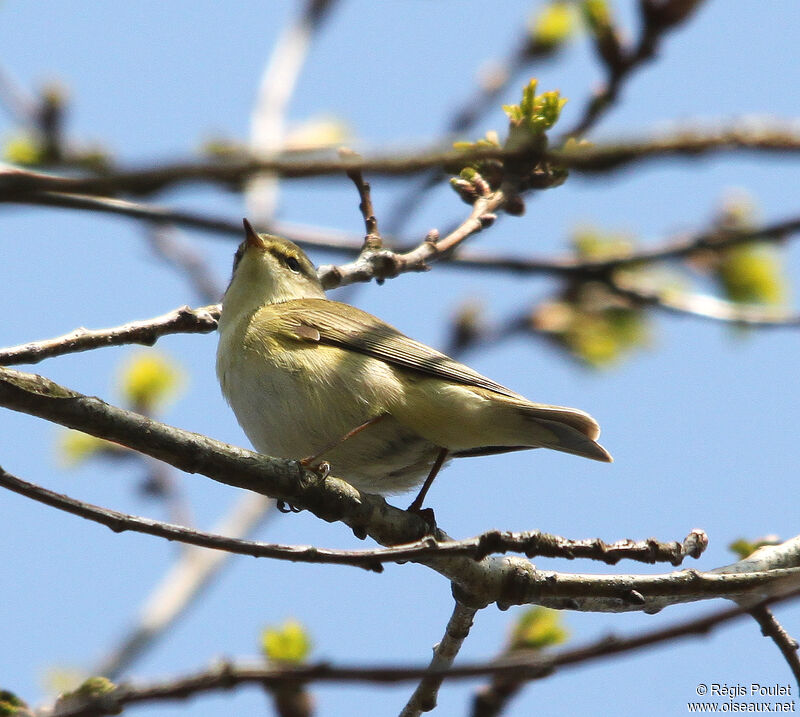 Willow Warbleradult, identification