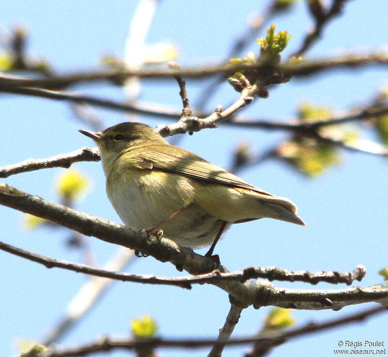 Willow Warbleradult, identification