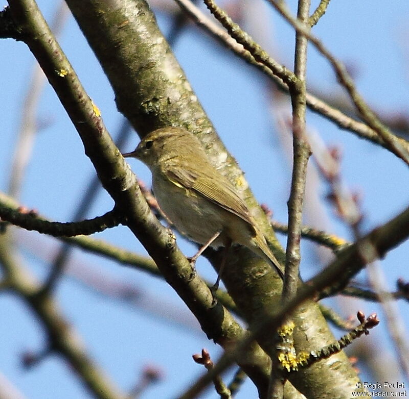 Willow Warbler