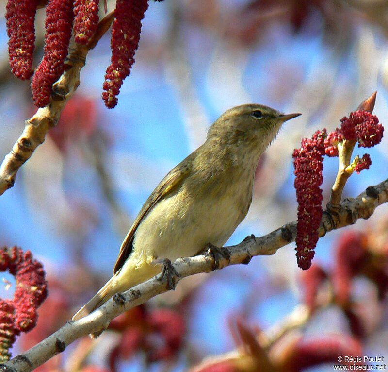 Common Chiffchaffadult, identification