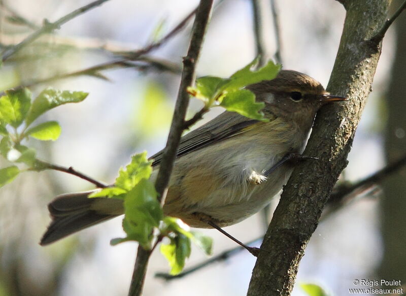 Common Chiffchaff