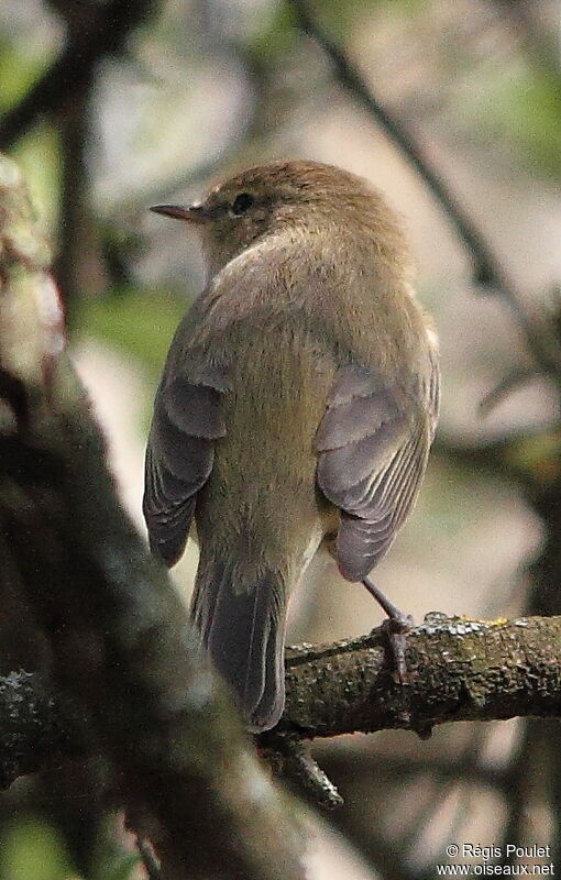 Common Chiffchaff