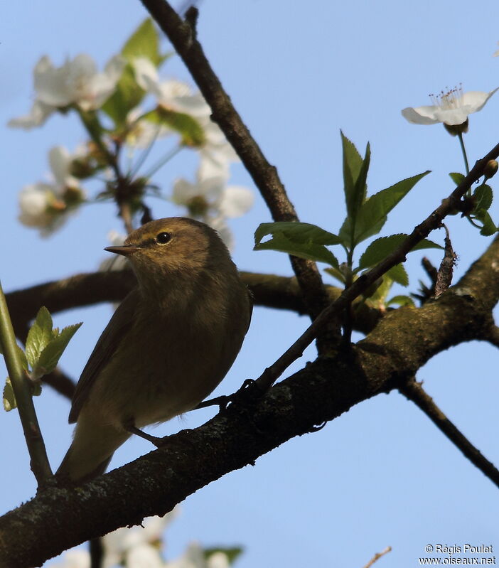 Common Chiffchaff