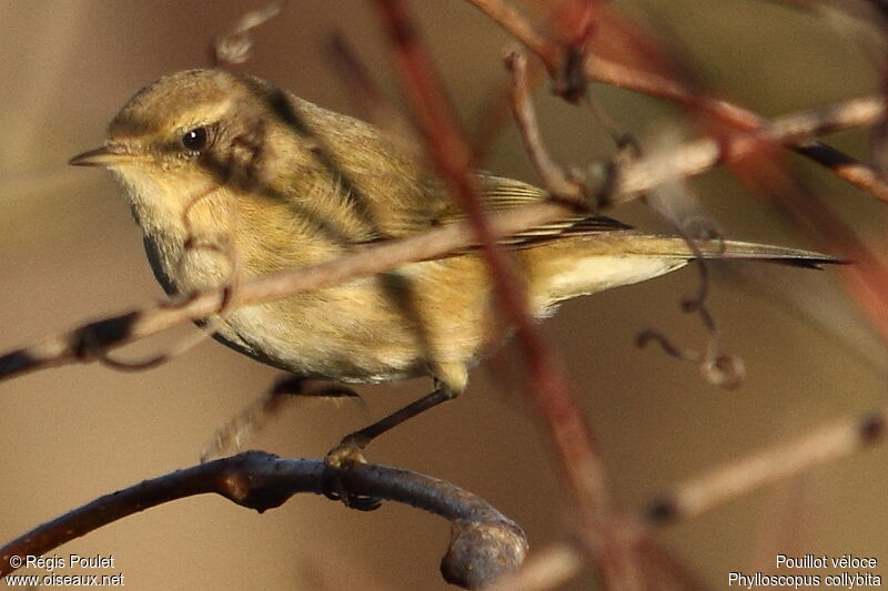 Common Chiffchaff