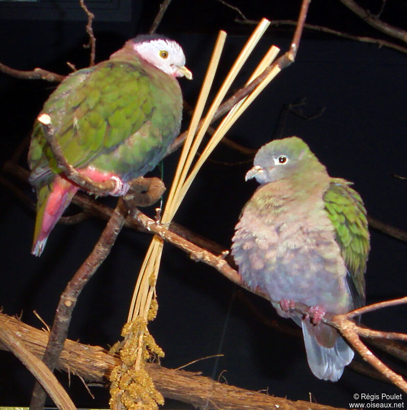 Black-naped Fruit Dove adult, identification