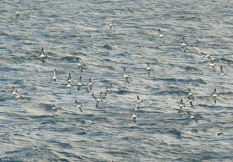 Manx Shearwater, Flight