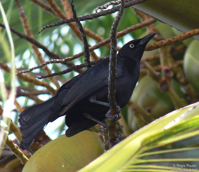 Carib Grackle