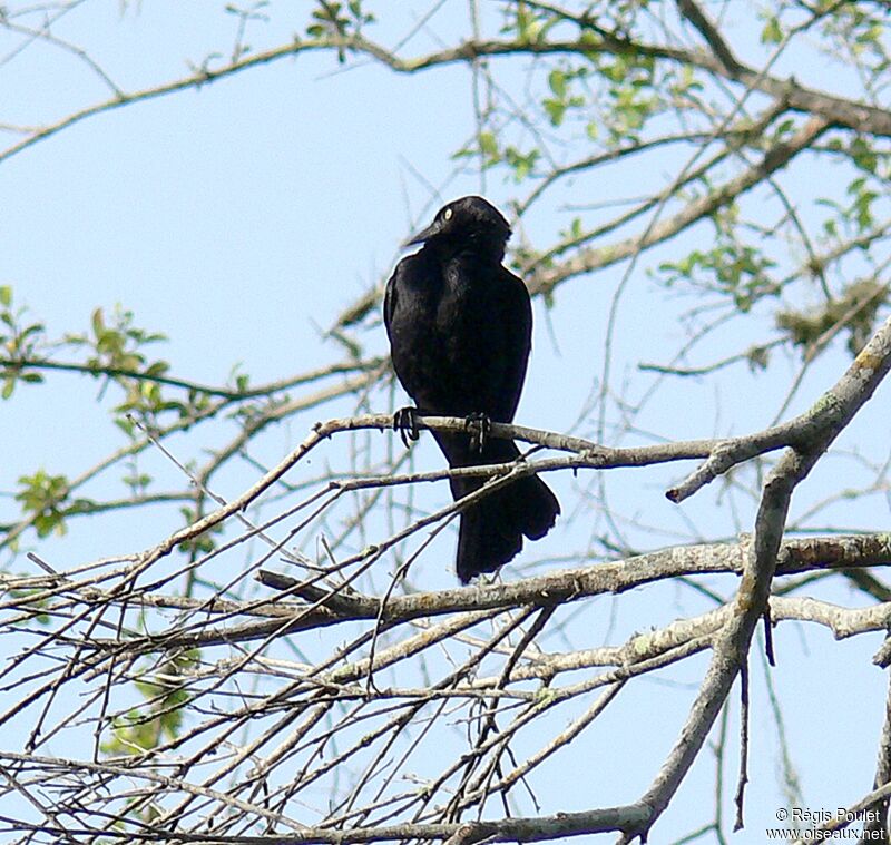 Carib Grackle