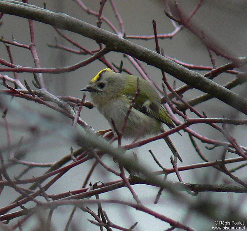 Goldcrest