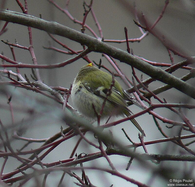 Goldcrest