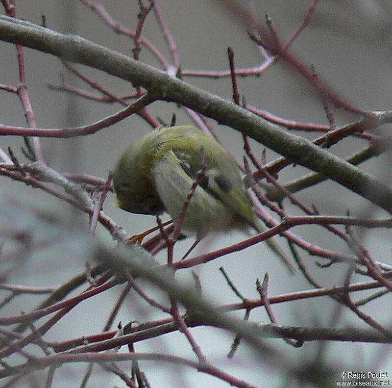 Goldcrest