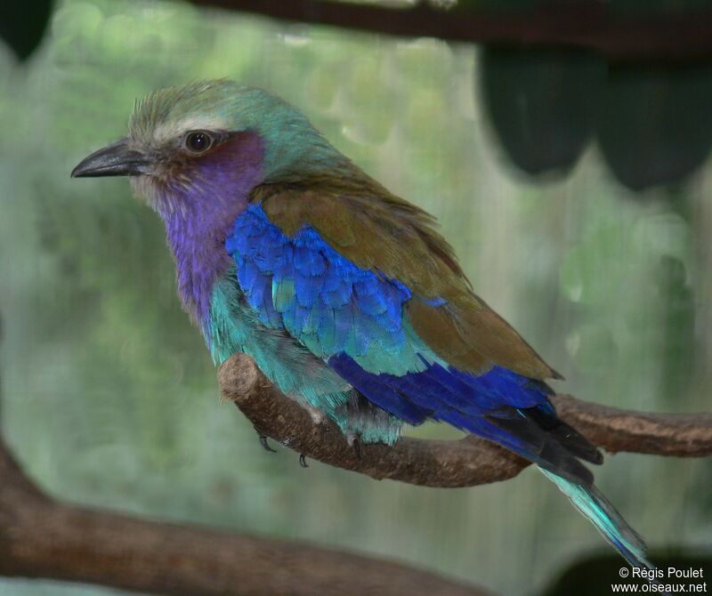 Lilac-breasted Roller