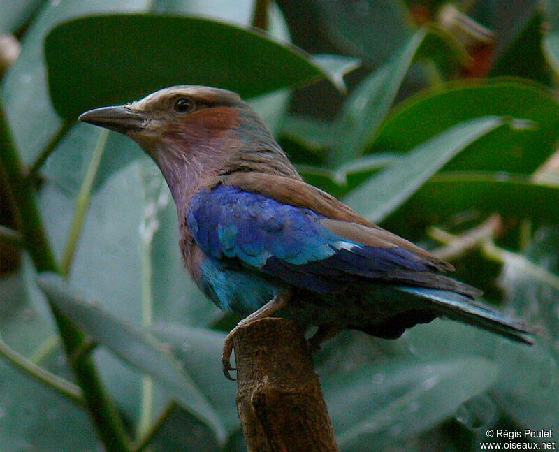 Lilac-breasted Roller