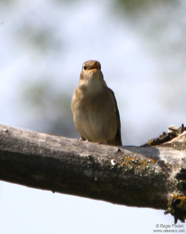 Common Nightingaleadult, song