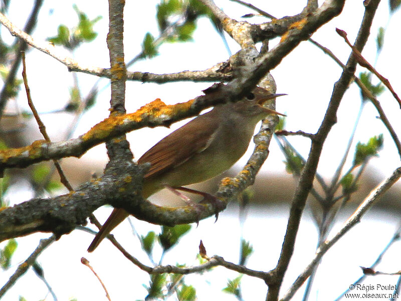 Rossignol philomèleadulte, chant