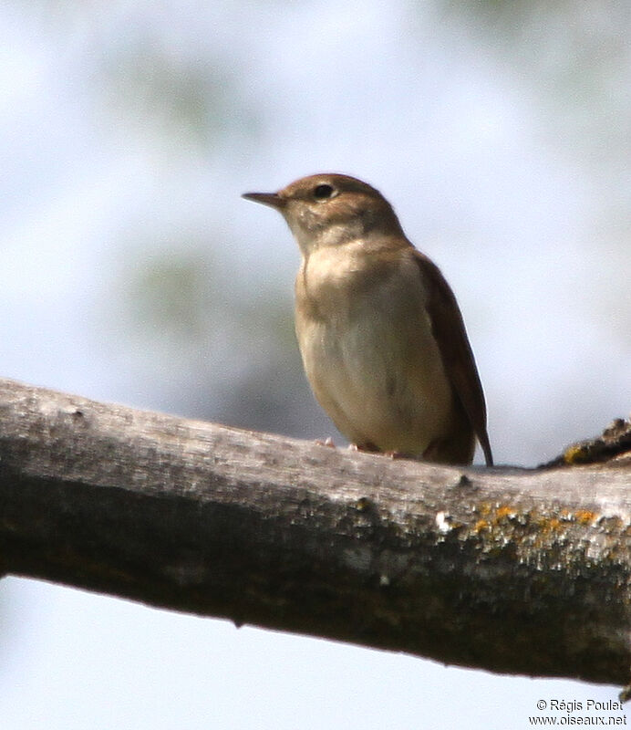 Common Nightingaleadult