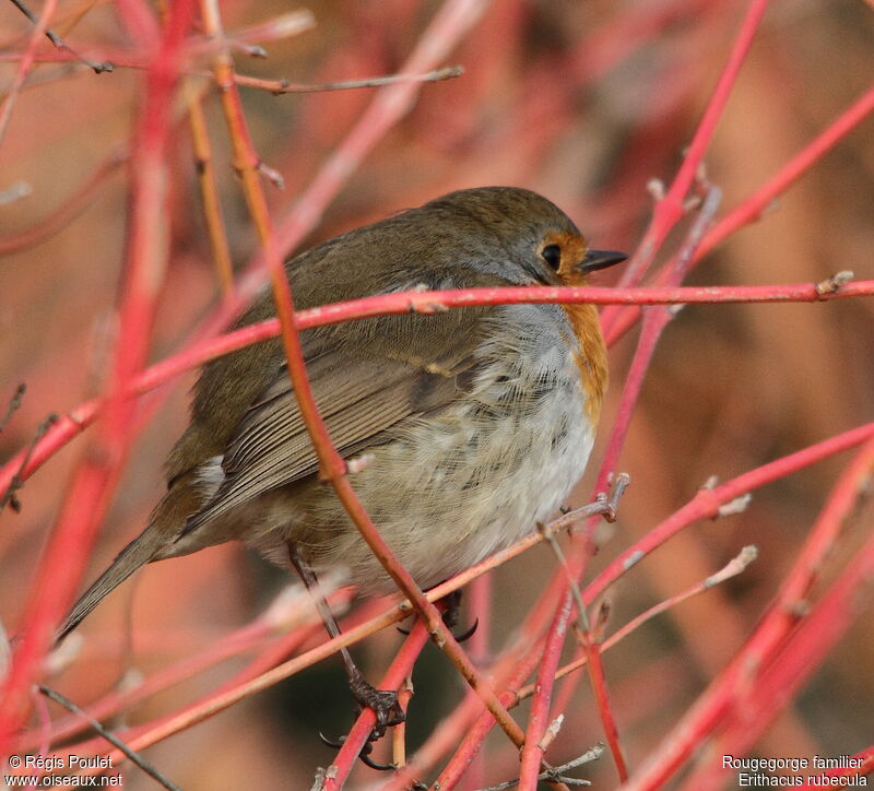 European Robin, identification