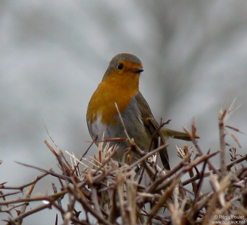 European Robinadult