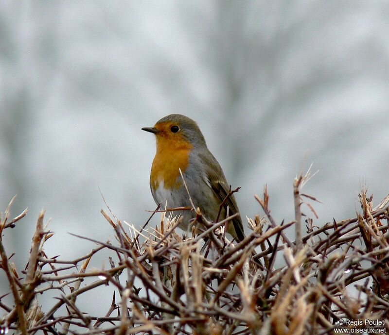 European Robinadult