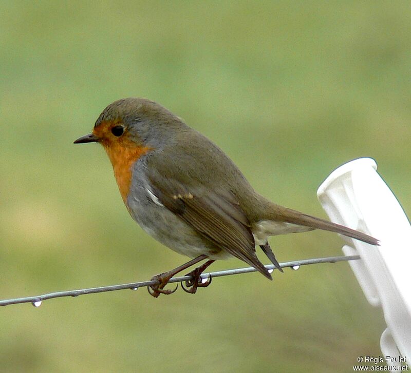 European Robinadult