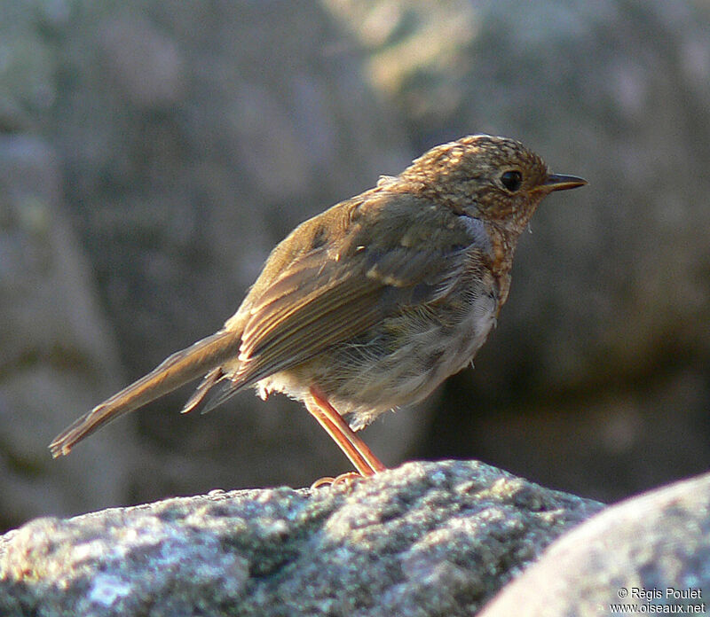 Rougegorge familierjuvénile, identification