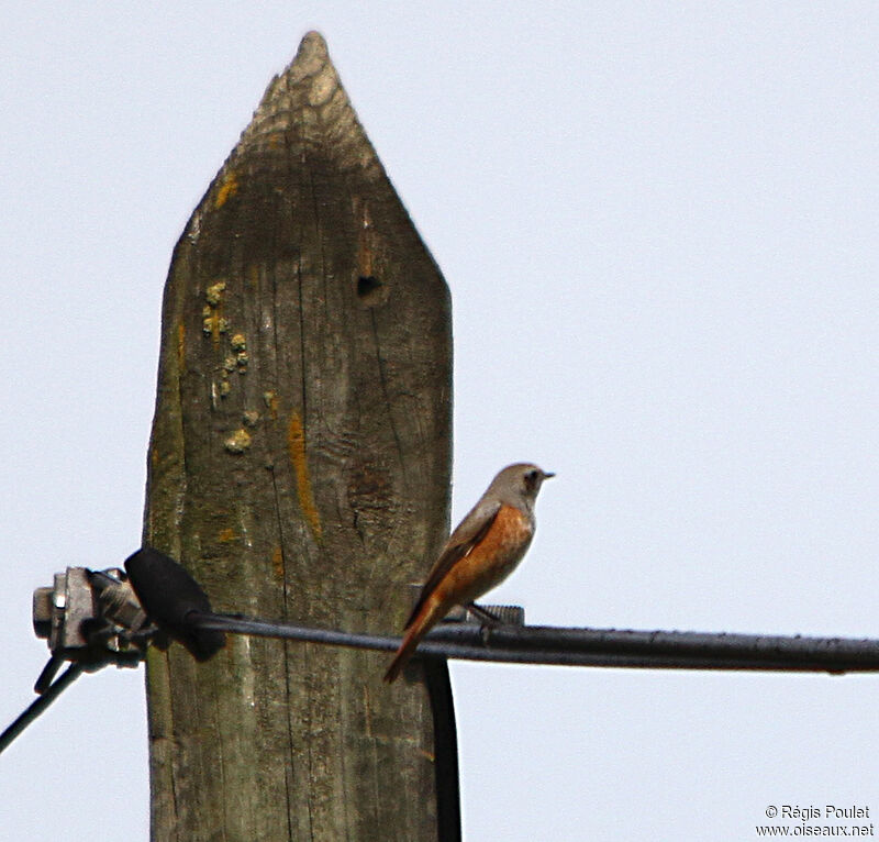 Common Redstart male First year