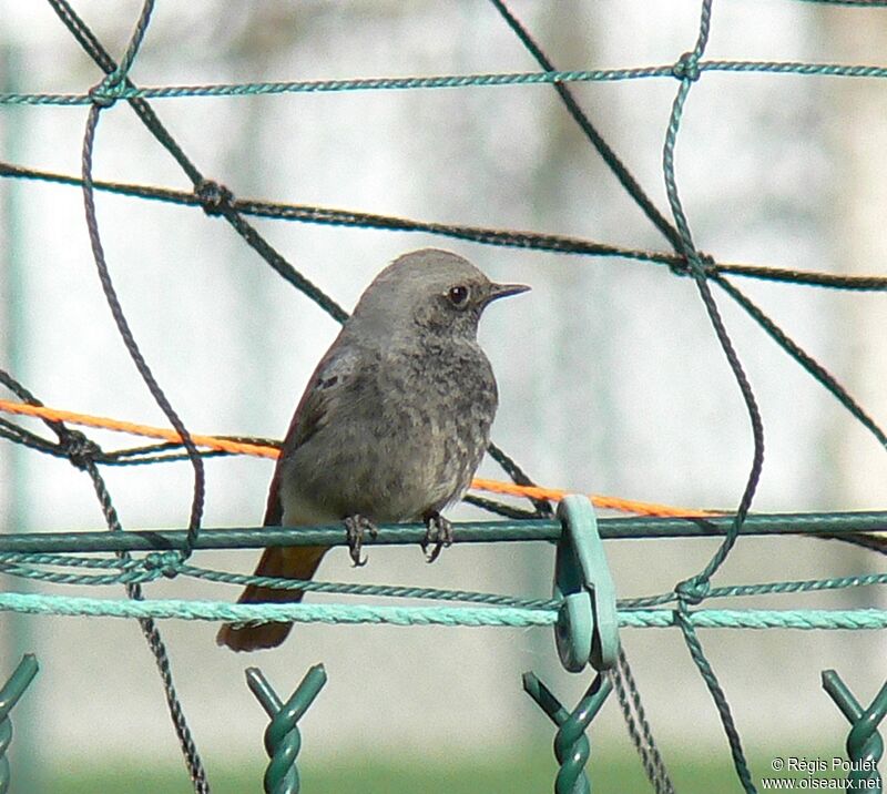 Black Redstart male First year