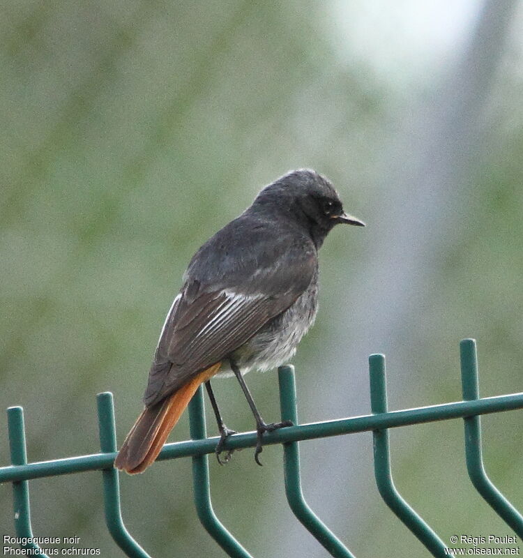 Black Redstart