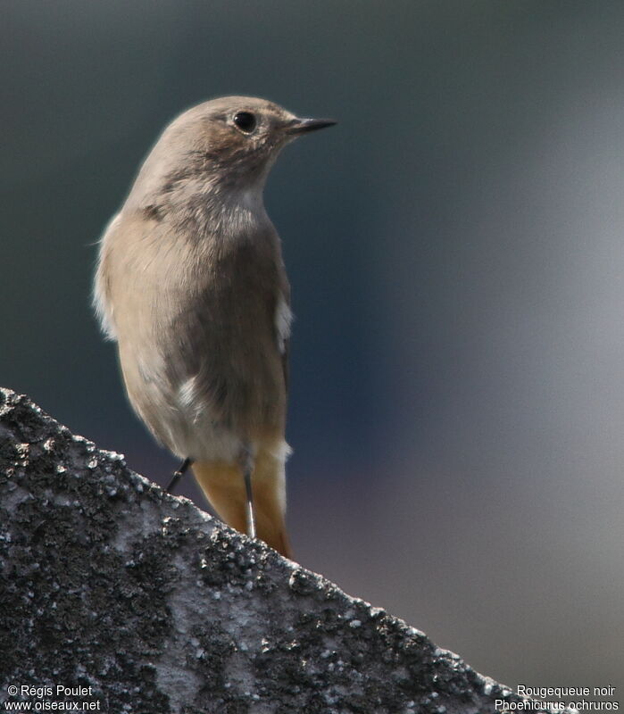 Black Redstart